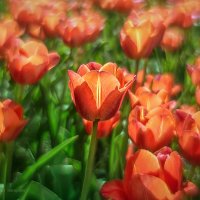 Тюльпановые огоньки :: Игорь Сарапулов
