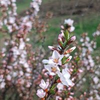 Фруктовые деревья цветут кустик :: Вячеслав Коломойцев