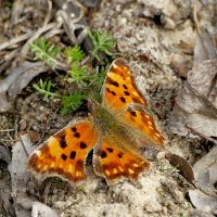 из снятого сегодня 6 :: Александр Прокудин из снятого сегодня 6 :: Александр Прокудин