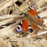 из снятого сегодня 8 :: Александр Прокудин