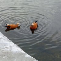 Пара :: Андрей Лукьянов