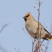 Свиристель :: Виктор Иванович Чернюк