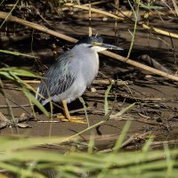 Зеленая кваква. :: Alexander Amromin