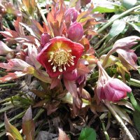 Морозник восточный :: Лидия Бусурина Морозник восточный :: Лидия Бусурина