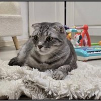 Наблюдатель :: Ольга Довженко