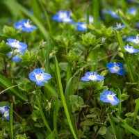 Вероника Полевая :: Игорь Сикорский Вероника Полевая :: Игорь Сикорский