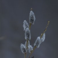 Красивое :: Олег Денисов