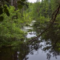 Чаща :: Валерий Пославский