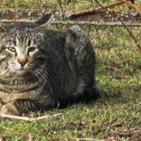 Пришёл в мой сад :: Людмила Смородинская