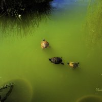 ДВИЖЕНИЕ :: arkadii 