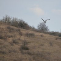 полёт :: Сеня Белгородский