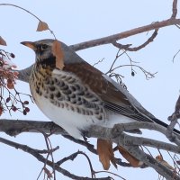 Дрозд рябинник :: Галина Козлова Дрозд рябинник :: Галина Козлова