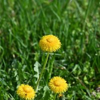 Весенние мотивы... :: Николай Саржанов