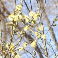 Настроение :: олег свирский 