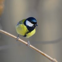 Большая синица :: Константин Анисимов Большая синица :: Константин Анисимов