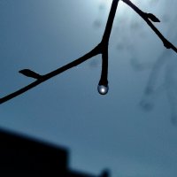 Капля берёзового сока :: светлана льдокова Капля берёзового сока :: светлана льдокова