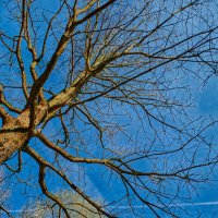 (°-°) :: Jakob Dick