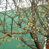 Весна! :: Надежда 