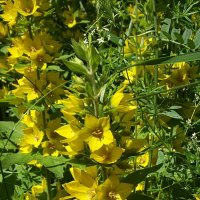 Вербейник :: Freddy 97