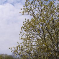 Ранняя весна 2 :: Анна Воробьева