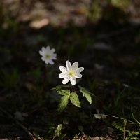 Среди прошлогодней листвы :: Владислав Левашов