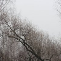 Апрельская диагональ :: Елена Минина