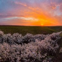 Цветущий тёрн :: Фёдор. Лашков