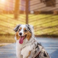 Австралийская овчарка :: Alex Bush