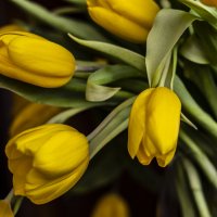 Тюльпаны. :: Николай 