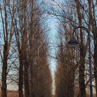 Стройные деревья, как солдаты в строю. Парк Победы. :: Лилия *