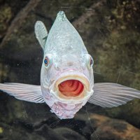 *** :: Елена Черненко