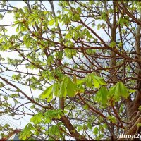 Весна на ростовских улицах :: Нина Бутко Весна на ростовских улицах :: Нина Бутко