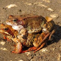 Верхом :: Андрей Снегерёв Верхом :: Андрей Снегерёв