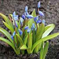 Будут цветочки :: ZNatasha -