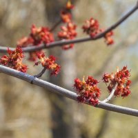 Когда цветут деревья... :: Наталья Rosenwasser