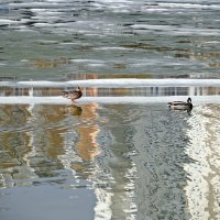 Одинокая утка хочет познакомиться :: Валерий Иванович Одинокая утка хочет познакомиться :: Валерий Иванович
