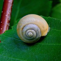 Улитка. :: nadyasilyuk Вознюк