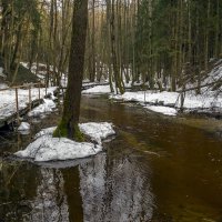Половодье в лесу в апреле :: Сергей Цветков Половодье в лесу в апреле :: Сергей Цветков