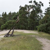 Сосны :: Валерий Пославский