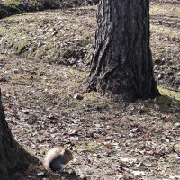 Весна на Елагином острове. :: Ольга 