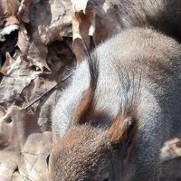 Белочки с Елагина острова. :: Ольга 