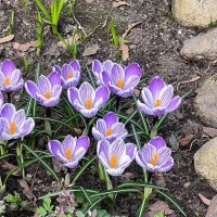 Апрельский привет! :: Ольга 