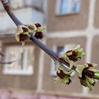 Весеннее :: Елена Семигина