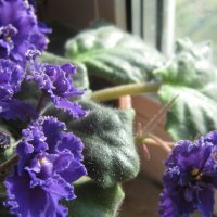 Моя фиалка :: Елена Семигина