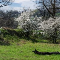 Апрель в Краснодарском крае :: Игорь Сикорский