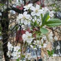 В месяце мае :: Елена Семигина