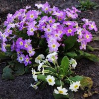 Примула :: Рита Симонова Примула :: Рита Симонова