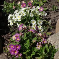 Примула :: Рита Симонова Примула :: Рита Симонова