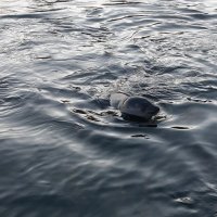 Беломорские жители :: Ольга Беломорские жители :: Ольга