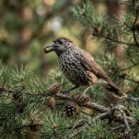 КЕДРОВКА :: СЕРГЕЙ ФИЛОЧКИН
